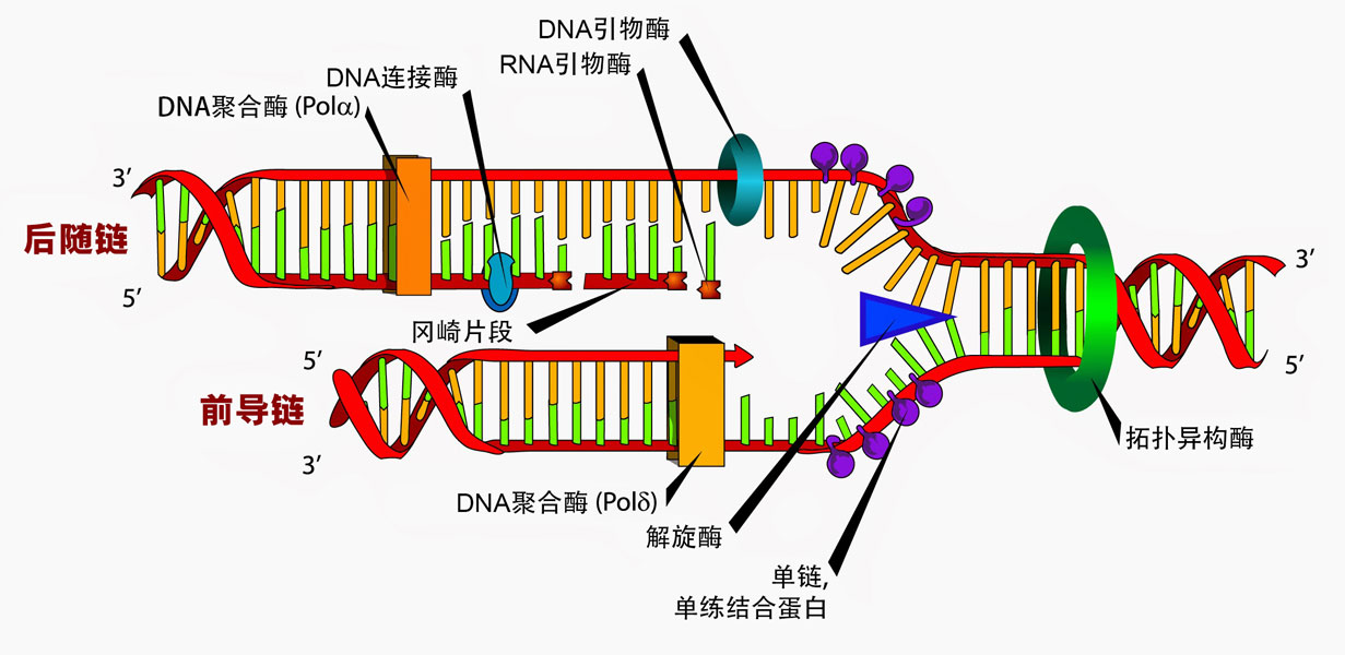 DNA合成