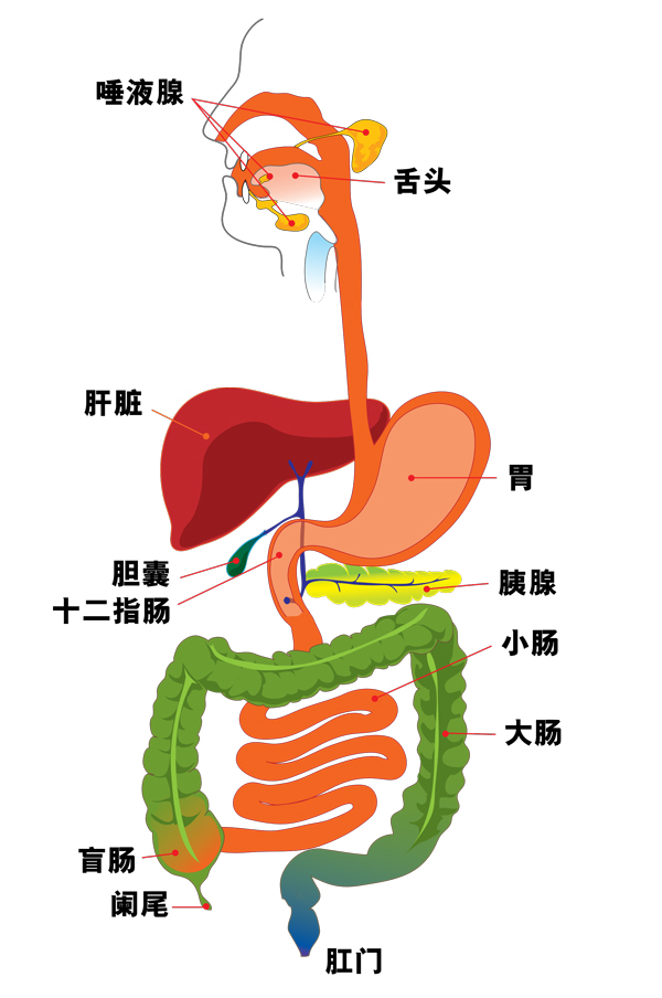 消化系统