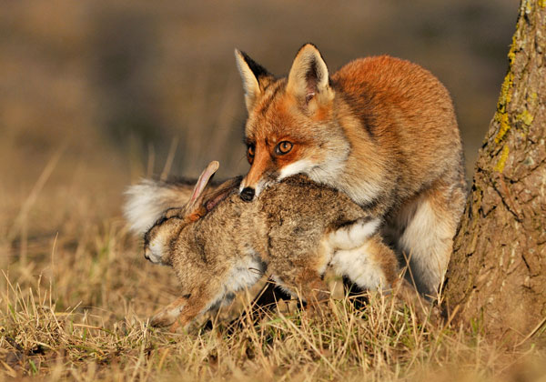 red-fox-rabbit