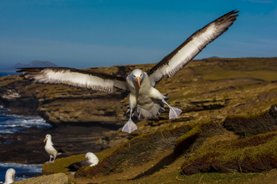 super-gliders