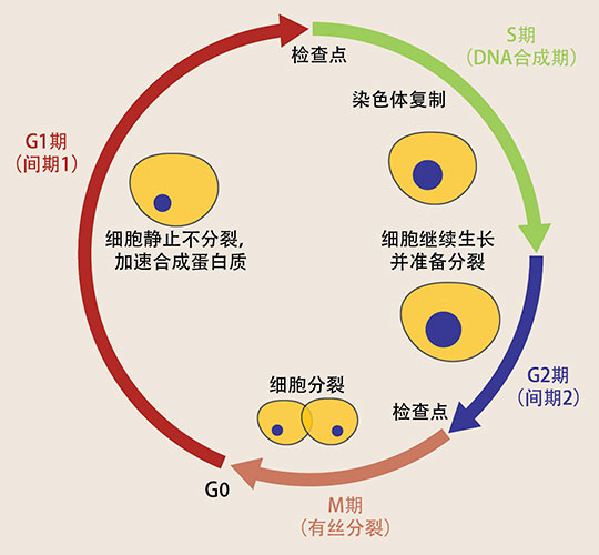 细胞周期