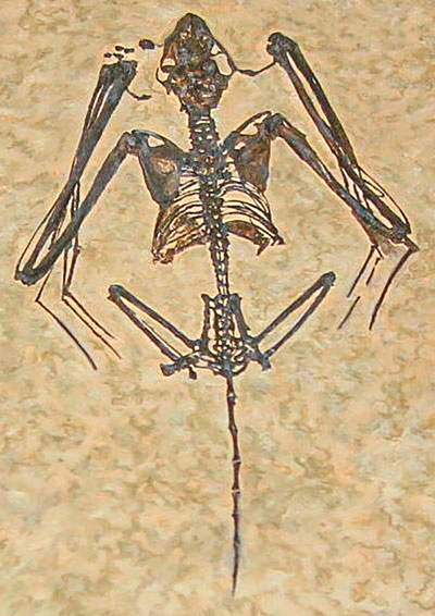 Fossil-remains-Icaronycteris