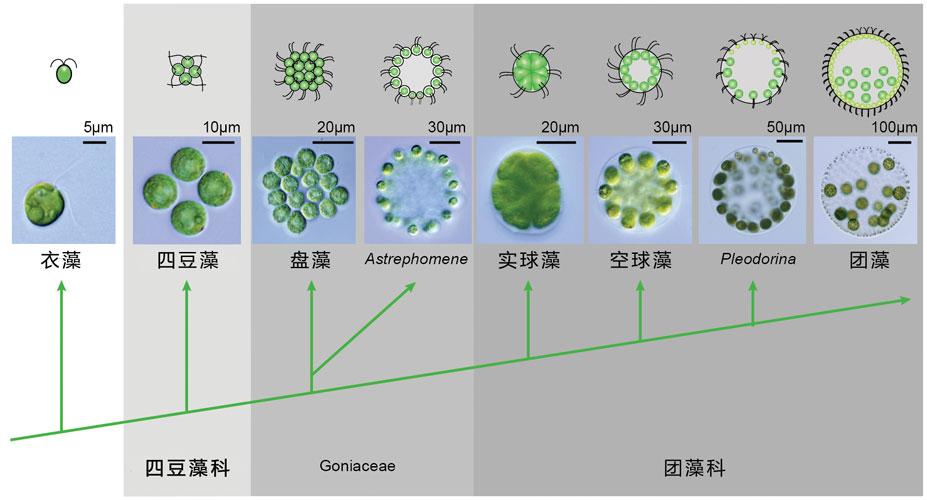 Chlamydomonas-to-Volvox