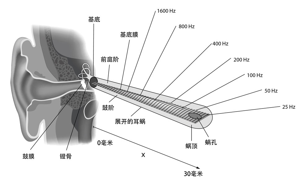 内耳的耳蜗