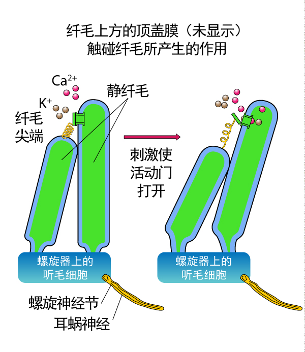 纤毛