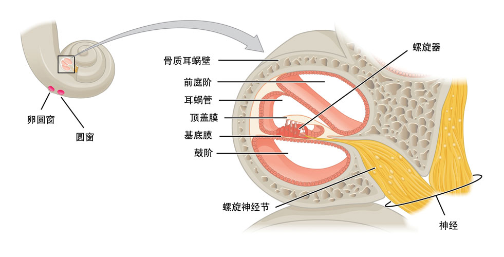 人耳的工作原理