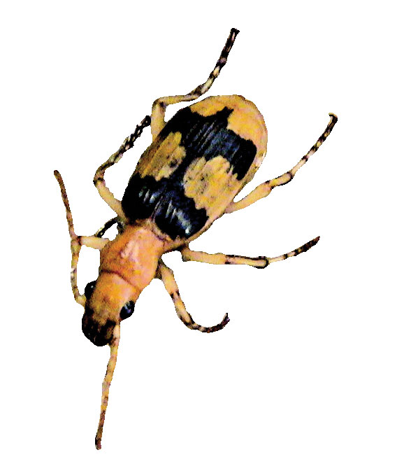 Stenaptinus-insignis