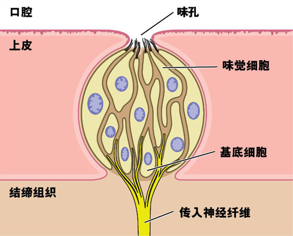 口腔味觉孔