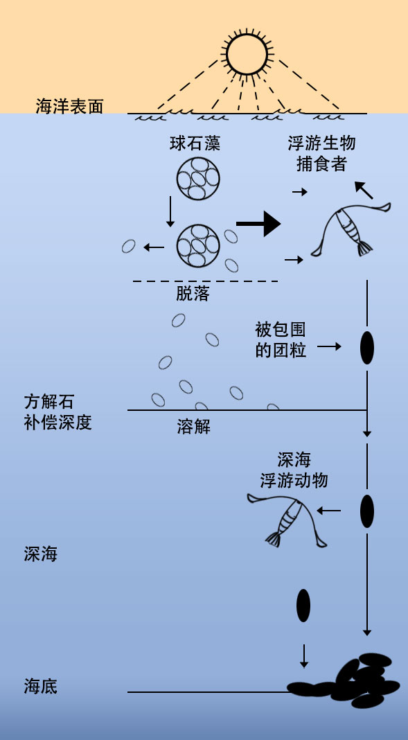 fig-3-coccoliths-sink-2