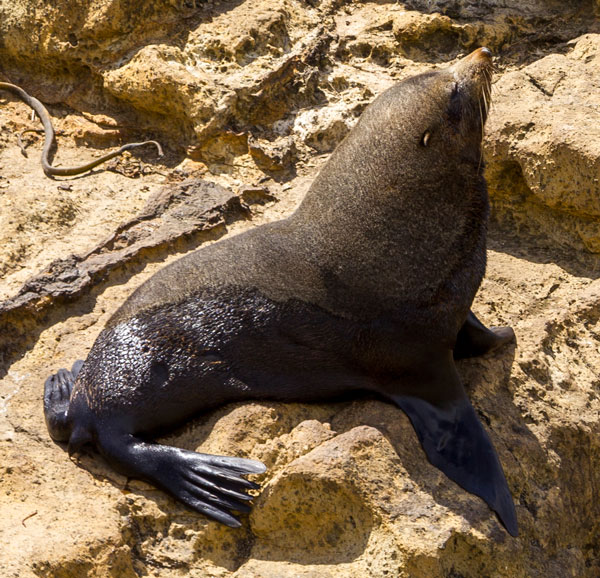 fur-seal