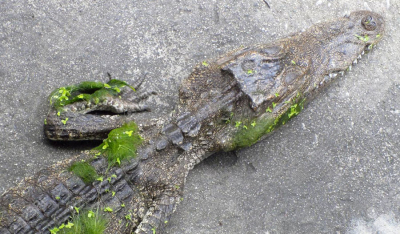 死鳄：鳄鱼的分解印证了圣经历史的一个关键要素